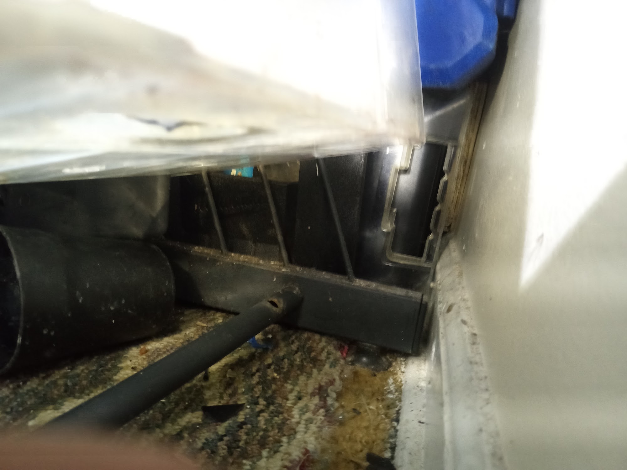 DigThat Mobile Detailing & Polishing