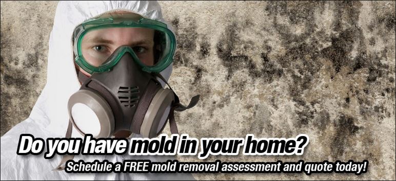 BlueGreen Pros Mold Removal