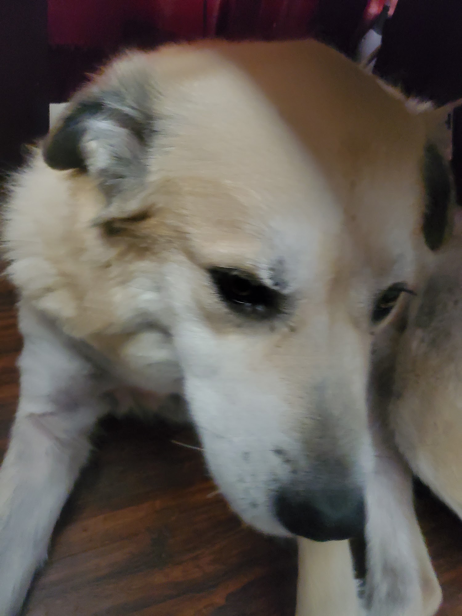 Arlington Dog Trainer Arlington