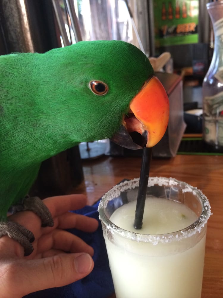 Meissner Carol-Lynne DVM