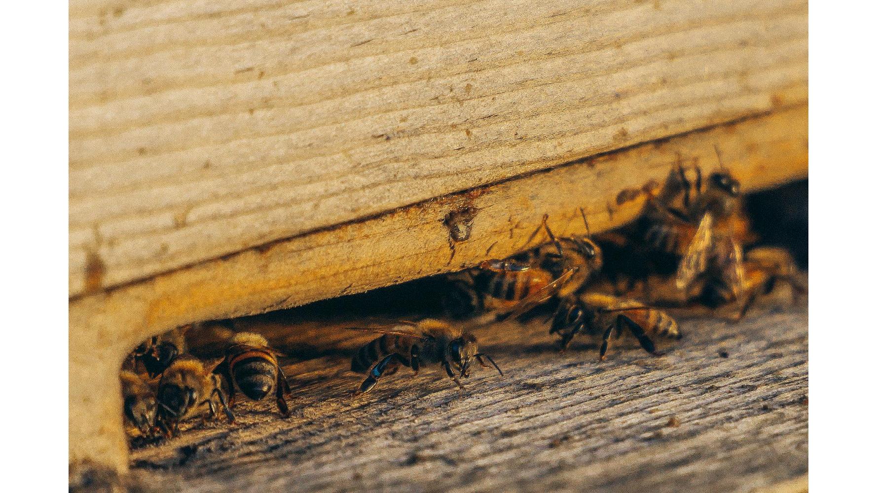 Allan Pest Control Austin TX