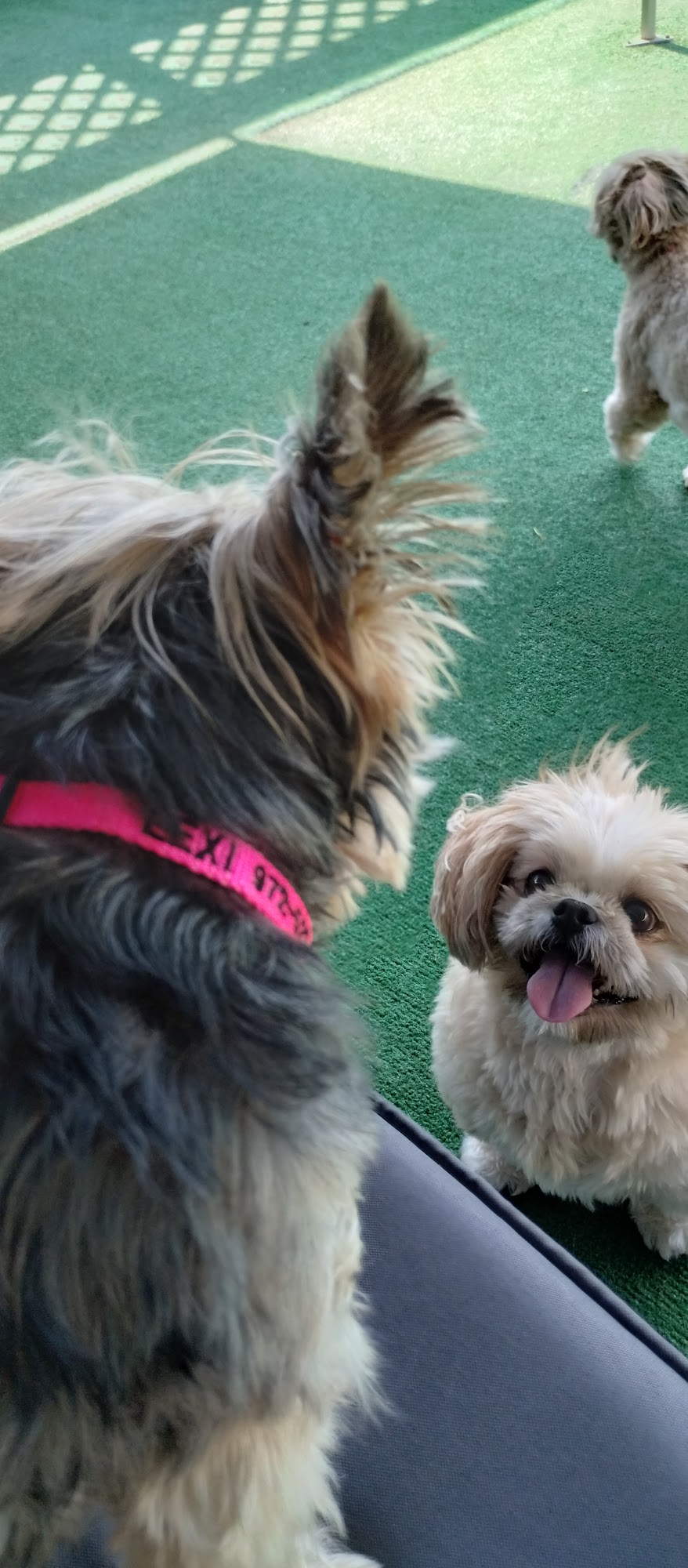 Boarding Boutique Carrollton