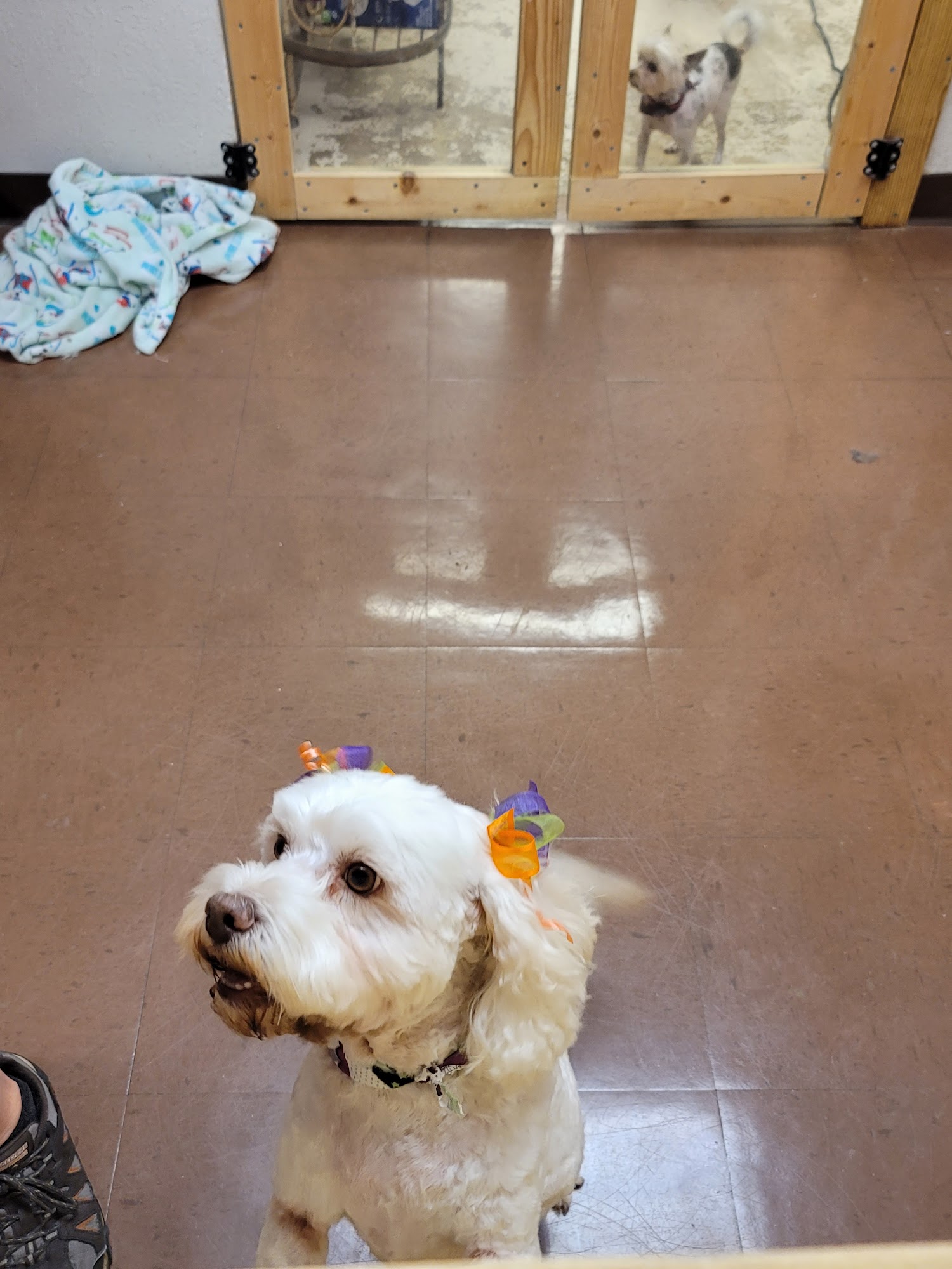Doggie Detailers of Galveston Galveston