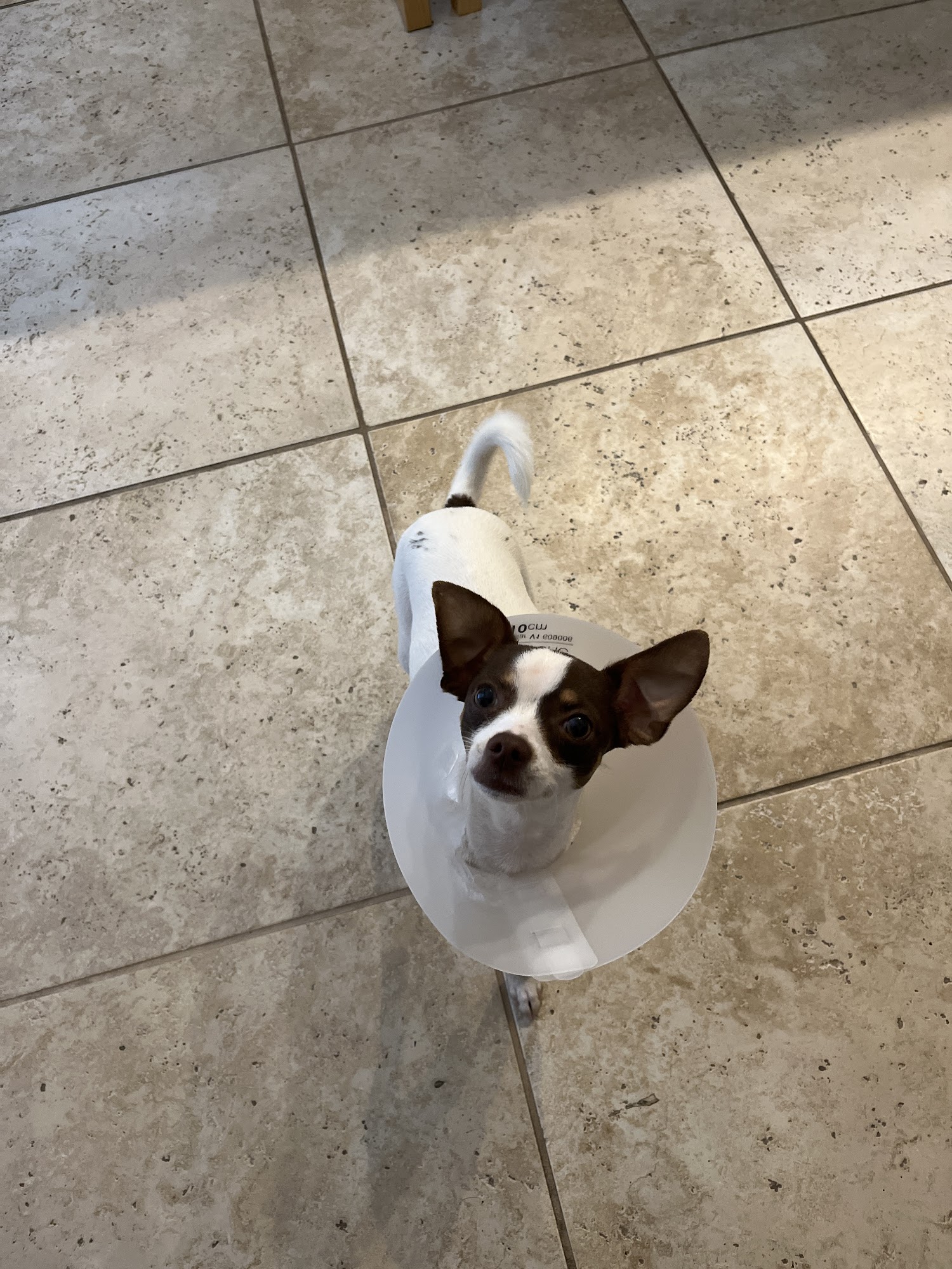 Texas Wellness Spay & Neuter Clinic Mcallen