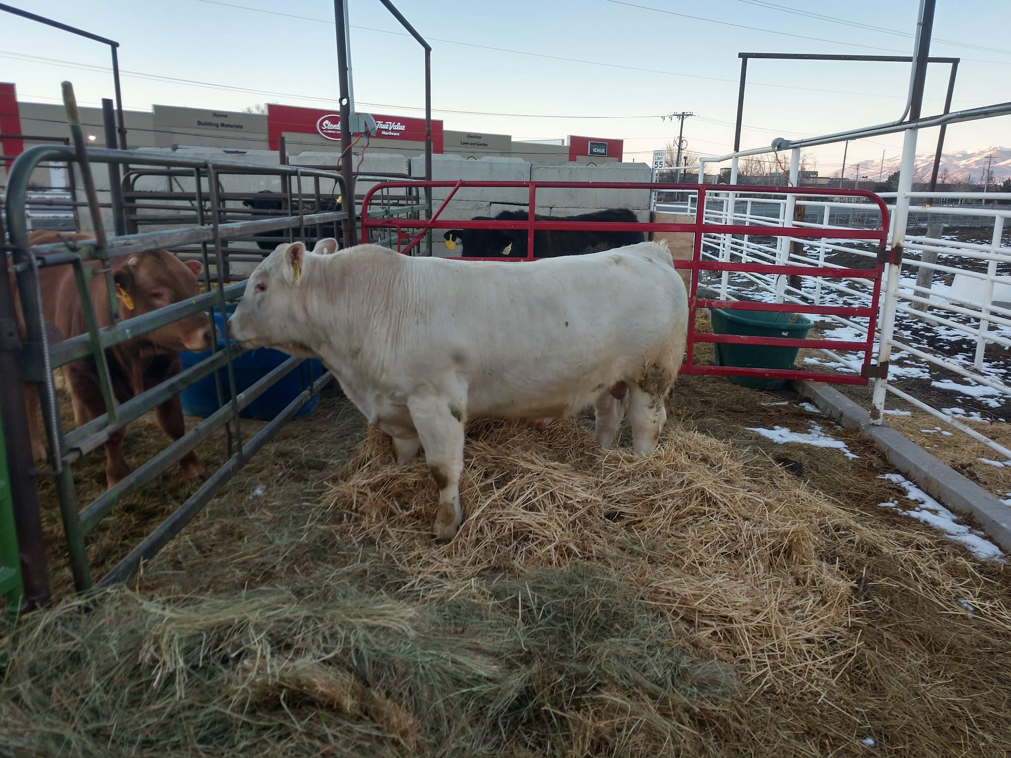 Hoffman AI Breeders Logan