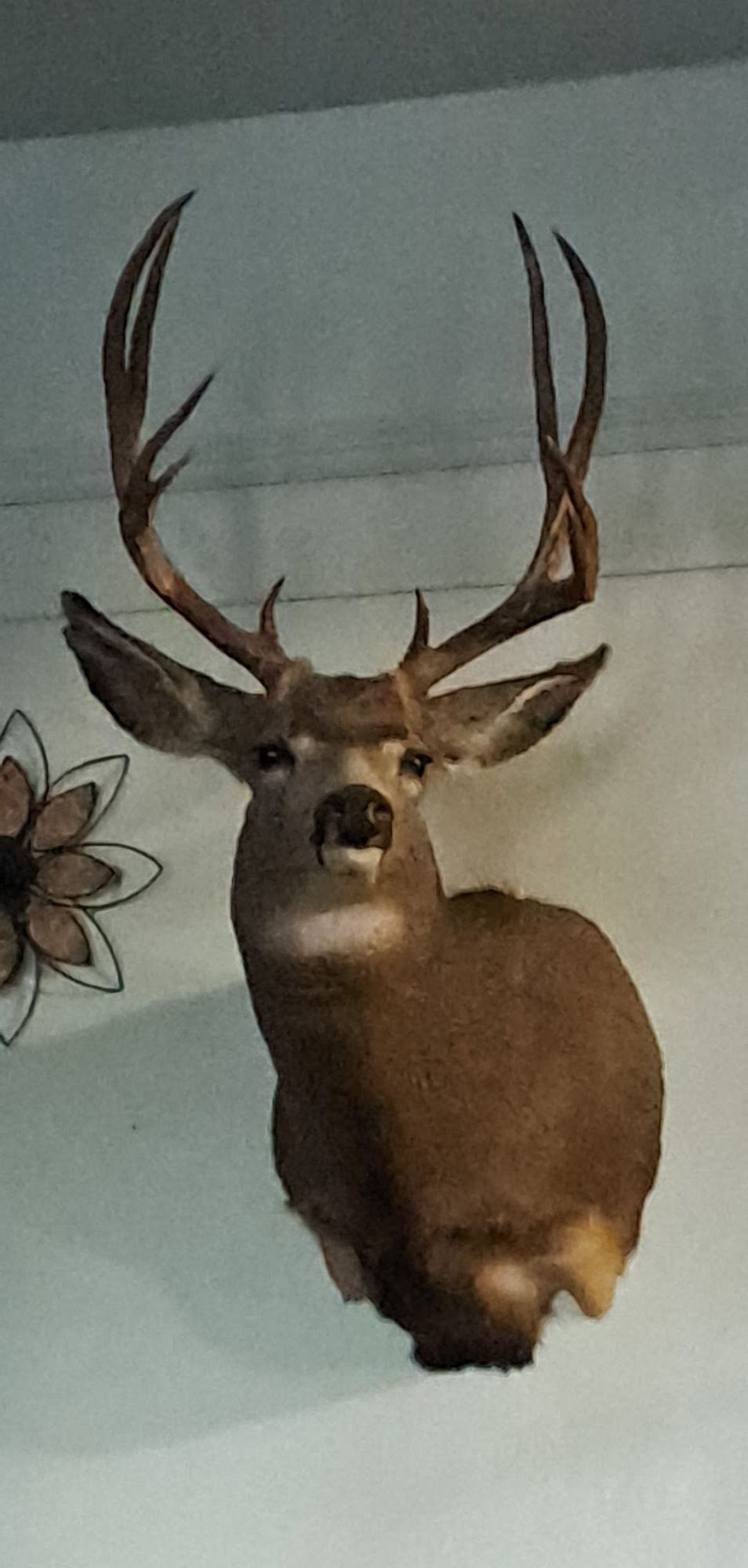 Denny's Taxidermy LLC