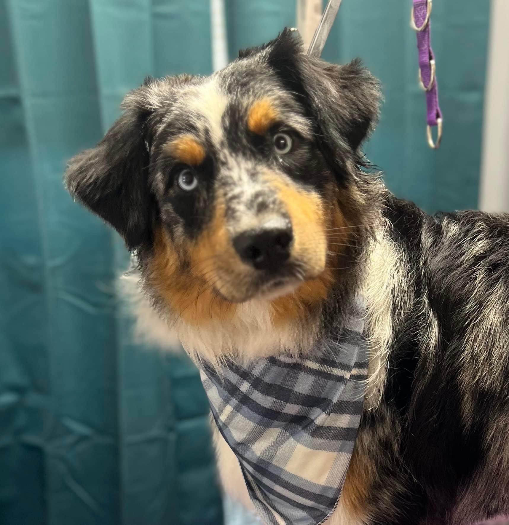 Pet Facilities in Forest, Virginia Pet Stores, Grooming, Pet Care