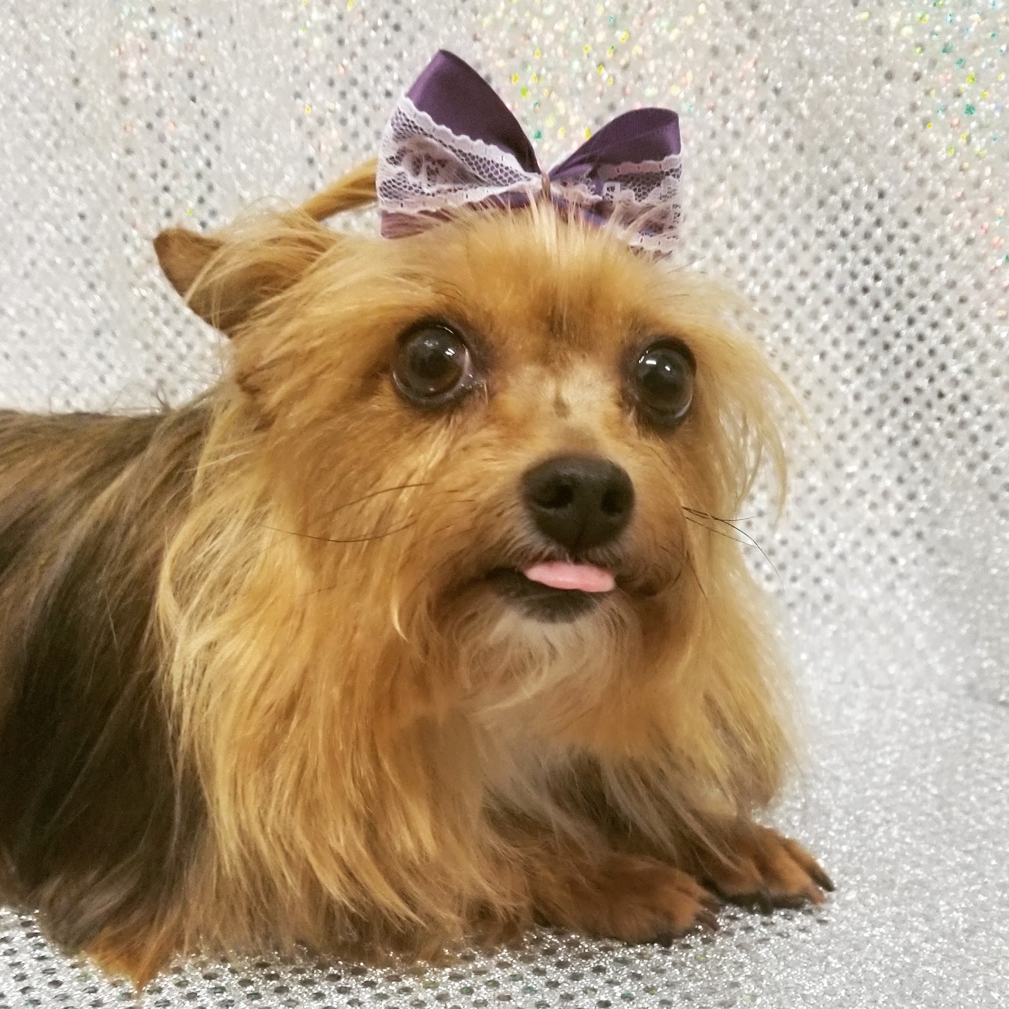 Shaggy Chic Pet Salon 3656 Ron-Del Ln, Mineral Virginia 23117