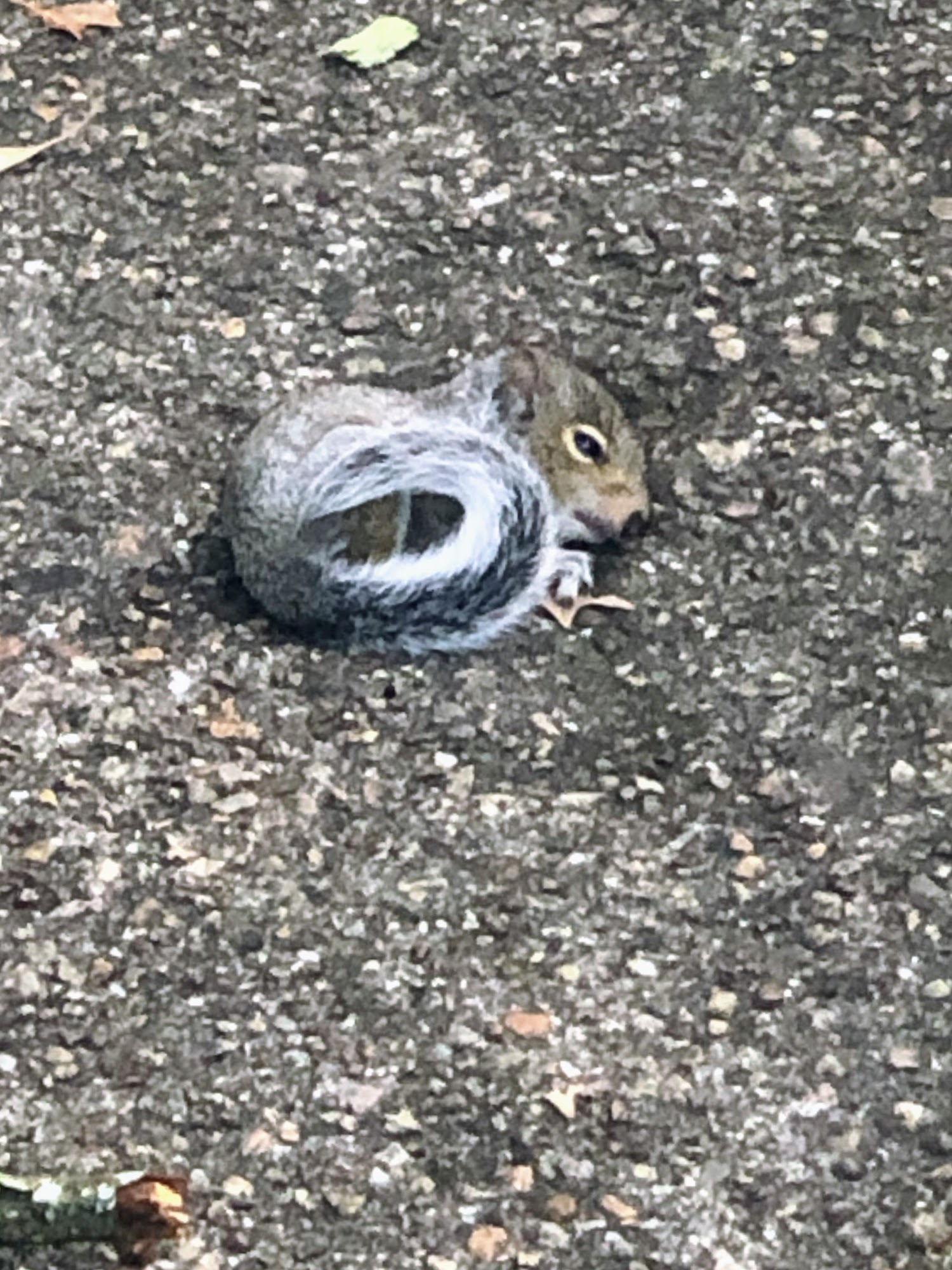 Sacred Friends Inc Norfolk