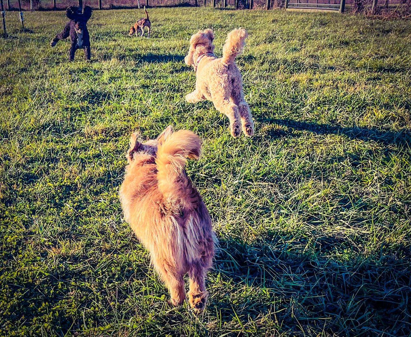 Happy Hounds Lodge Round Hill
