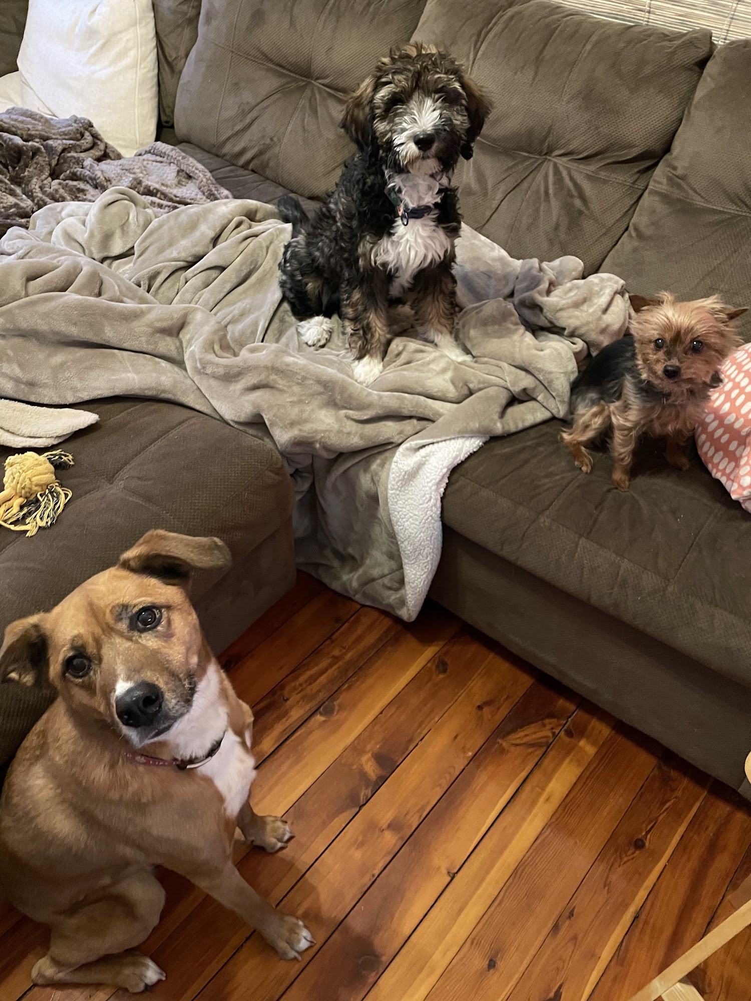 Vet Trek House Call Practice Winchester