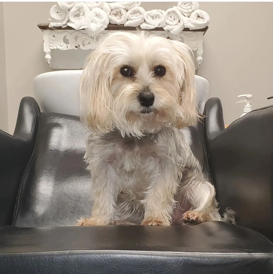 SHABBY TO CHIC HAIR SALON Yorktown VA Hours, Directions, Reviews