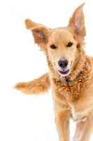 The Dog Blog