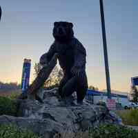 Brown Bear Car Wash