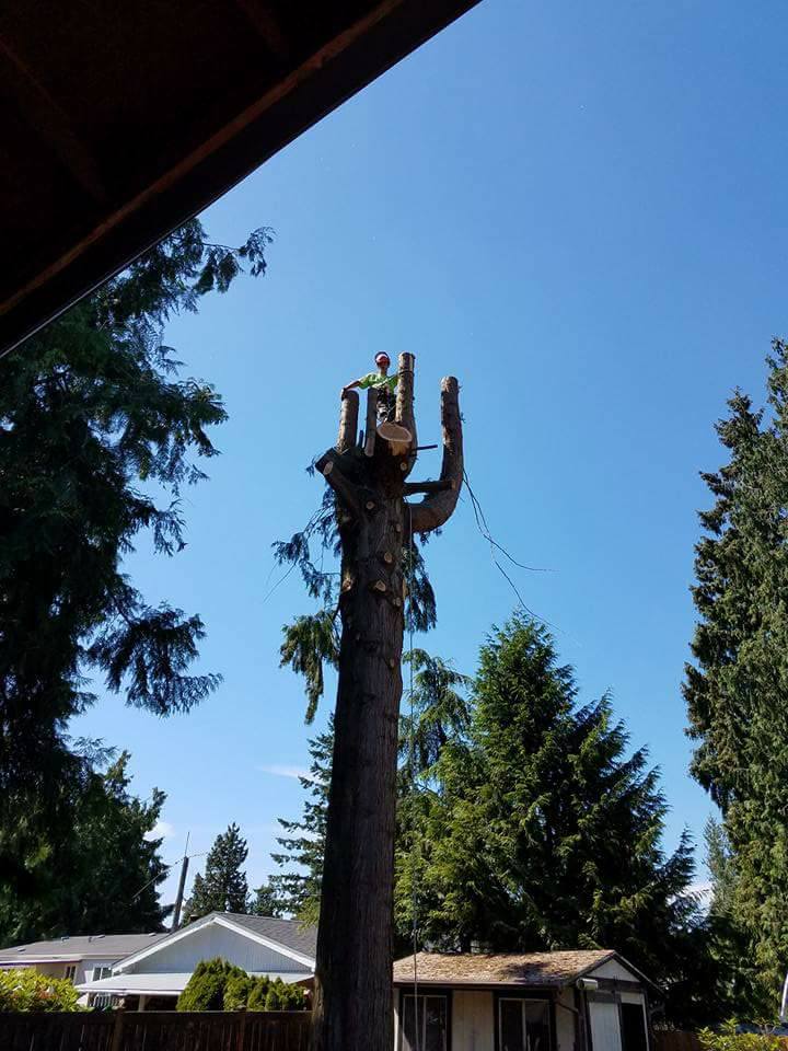 The Morton Axeman - Certified Tree Cutting, Logging Contractor in Morton, WA 155 Chapman Rd sp5, Morton Washington 98356