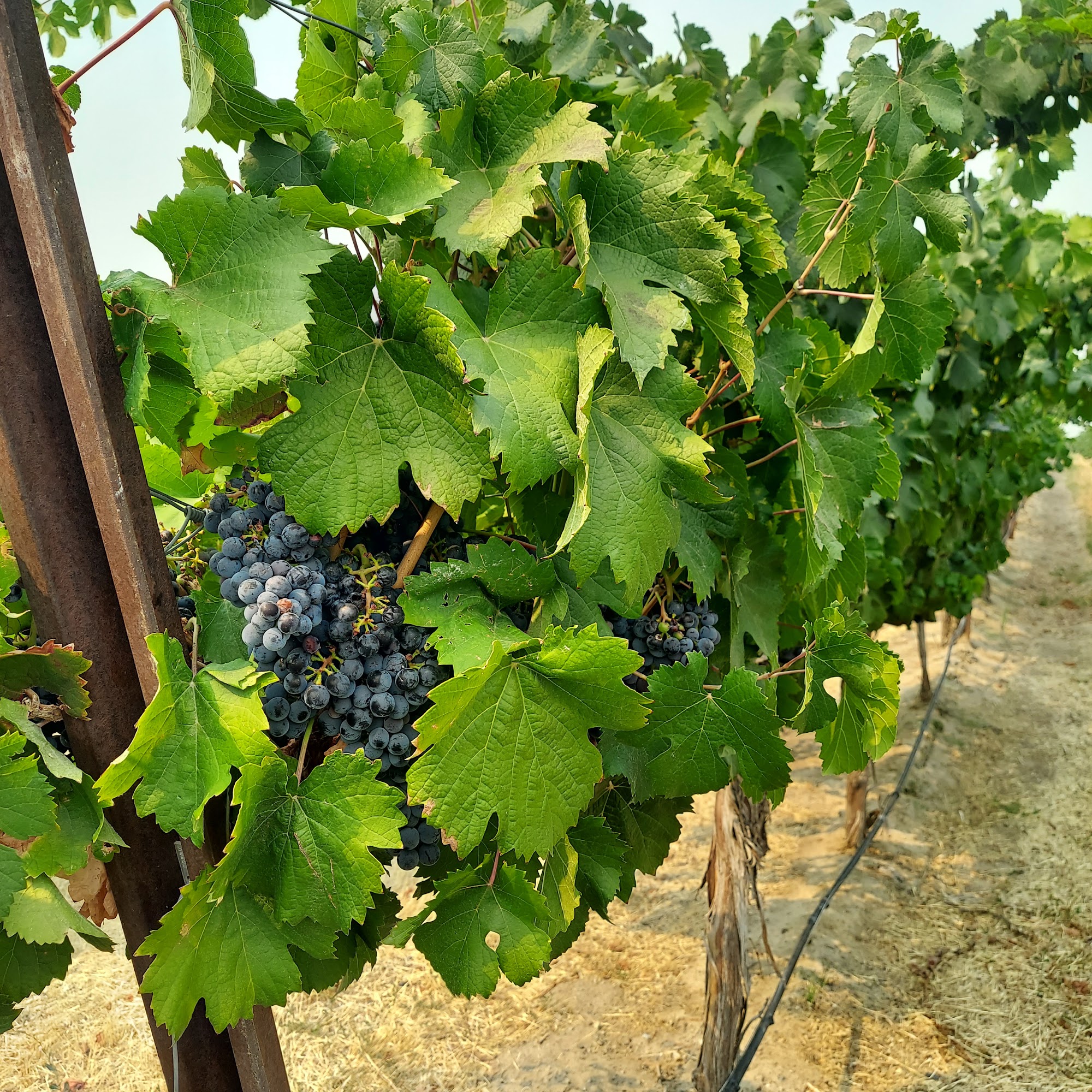 Goose Ridge Estate Vineyard and Winery