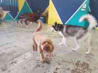 Tails of the City~Dog and Puppy Daycare