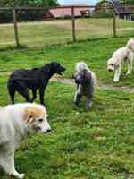 Mountain View Dog Ranch