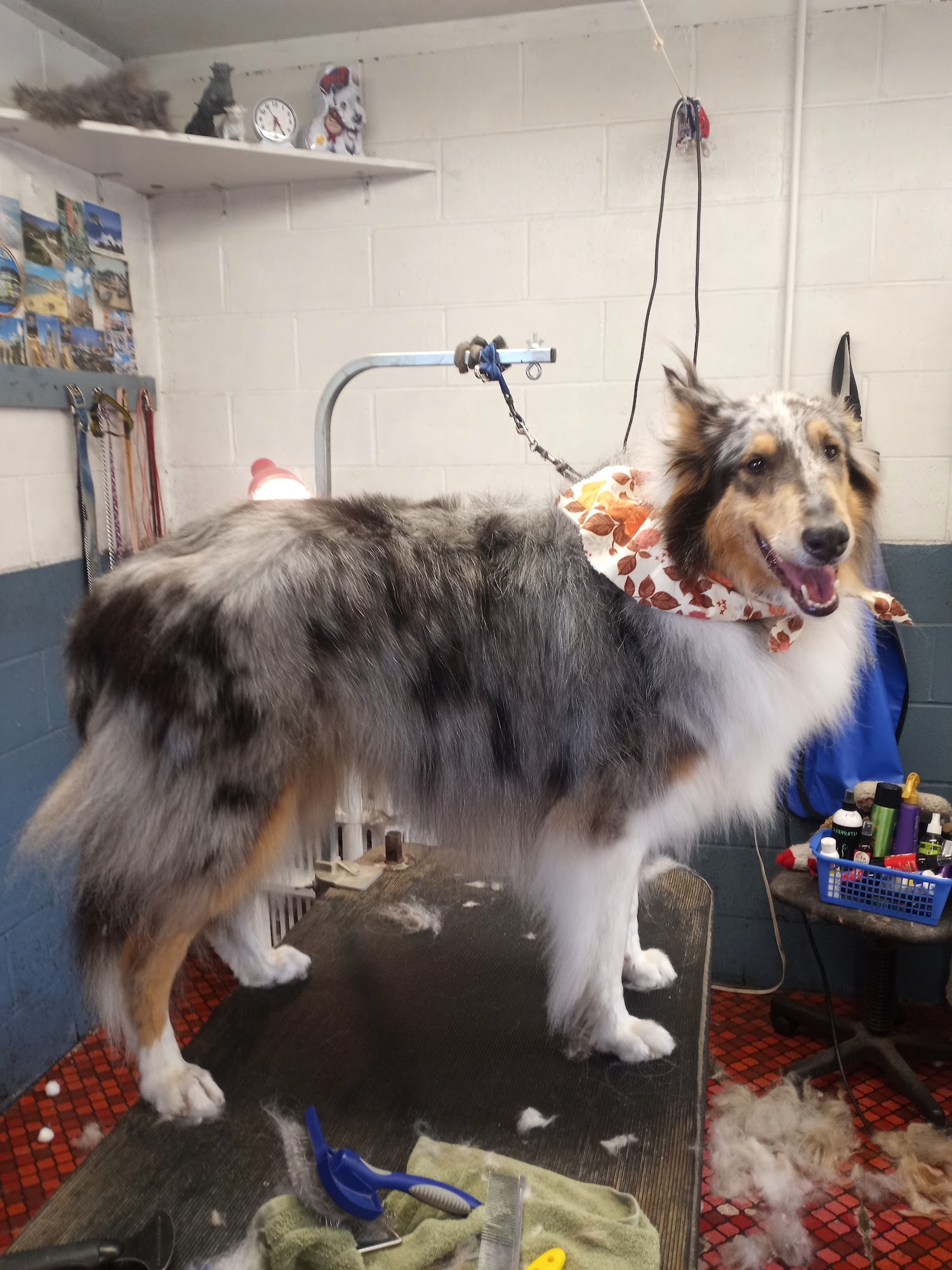 Dog House Pet Grooming 699 Sussex Ave W, Tenino Washington 98589