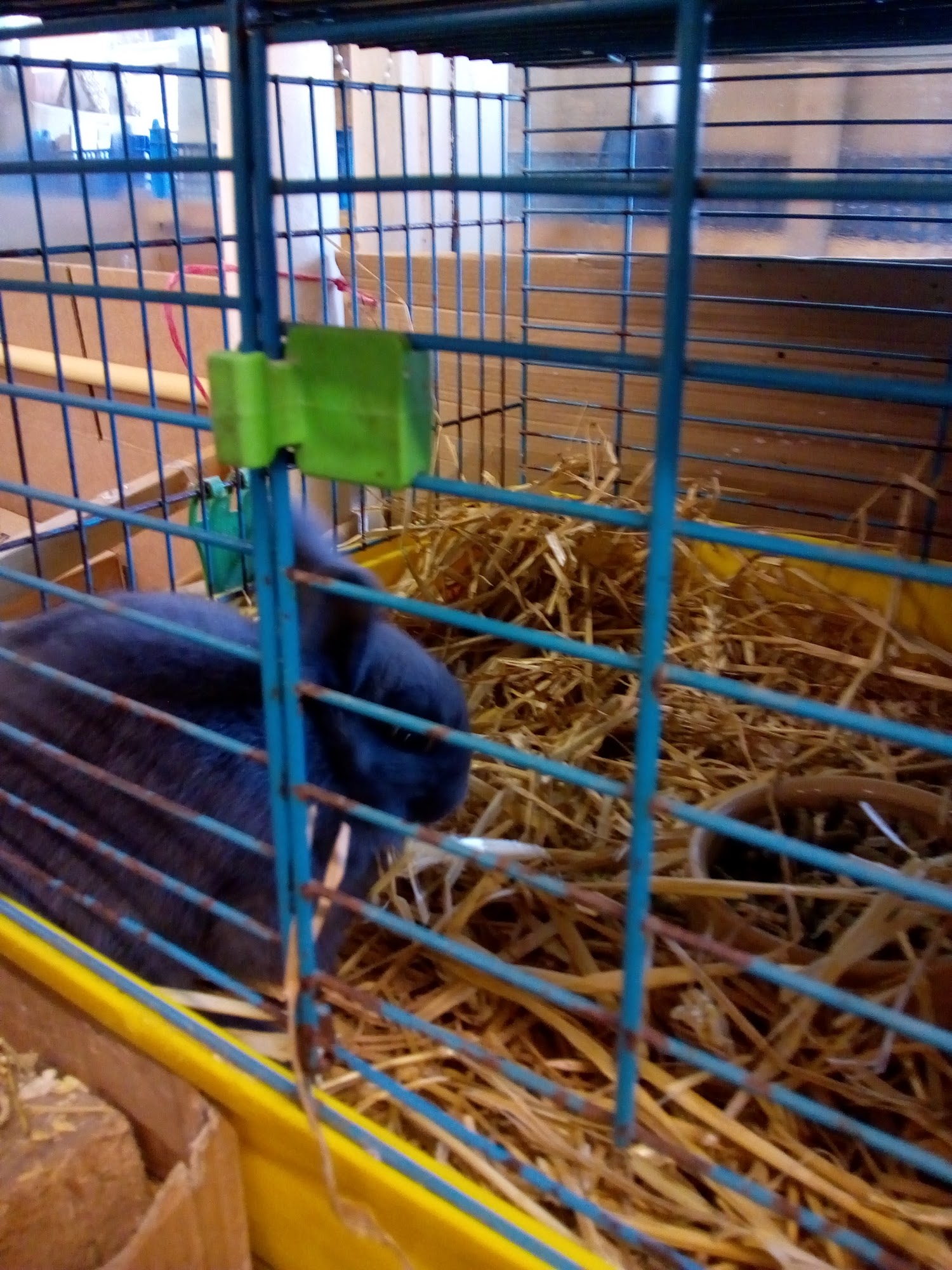 Welshpool Pets