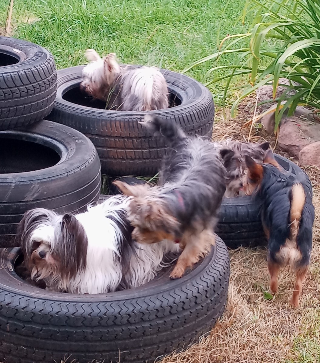 PAWS- atively PURR-fect Pet Grooming And Rescue Abrams