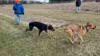 In Touch Dog Training & Rehabilitation