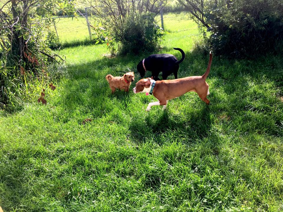 Bifrost Farms Boarding Kennel E2062 930th Ave, Boyceville Wisconsin 54725