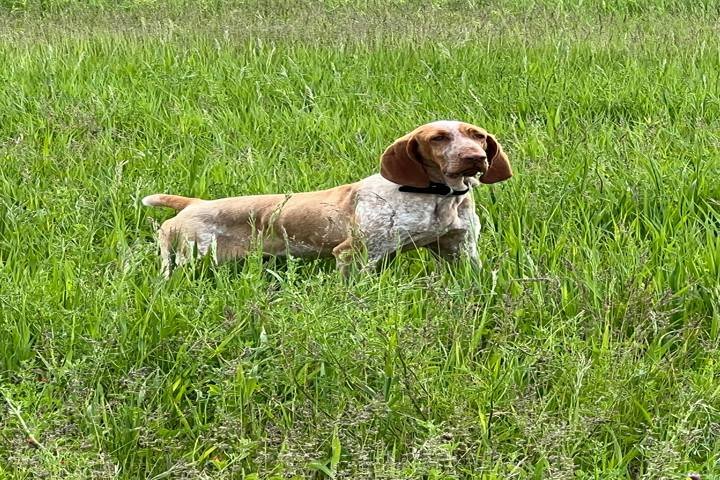 Lumpy's Kennels W11764 Amity Rd, Brandon Wisconsin 53919