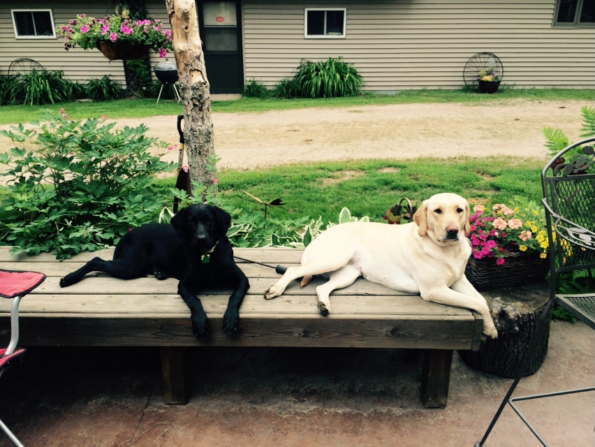 Monday Lake Kennels