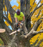 Tri-State Tree Service and Firewood